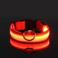 Coleira LED Noturna para Cães – Brilho Fluorescente de Segurança
